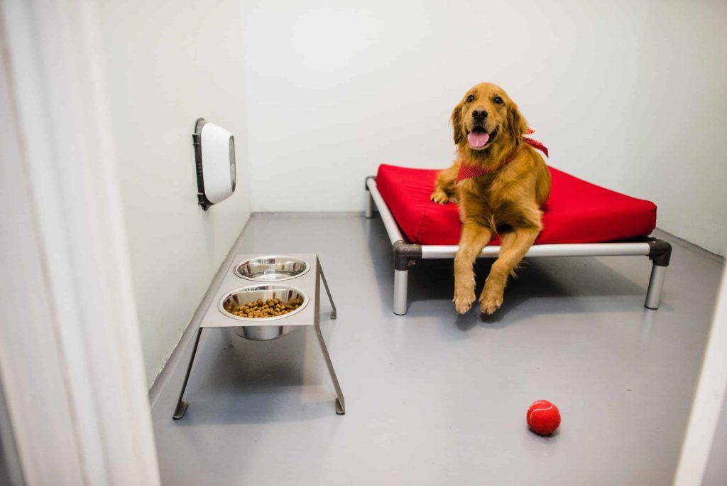 Best Pet Boarding Services for Safe and Happy Pets pet boarding services safe and comfortable environment for dogs