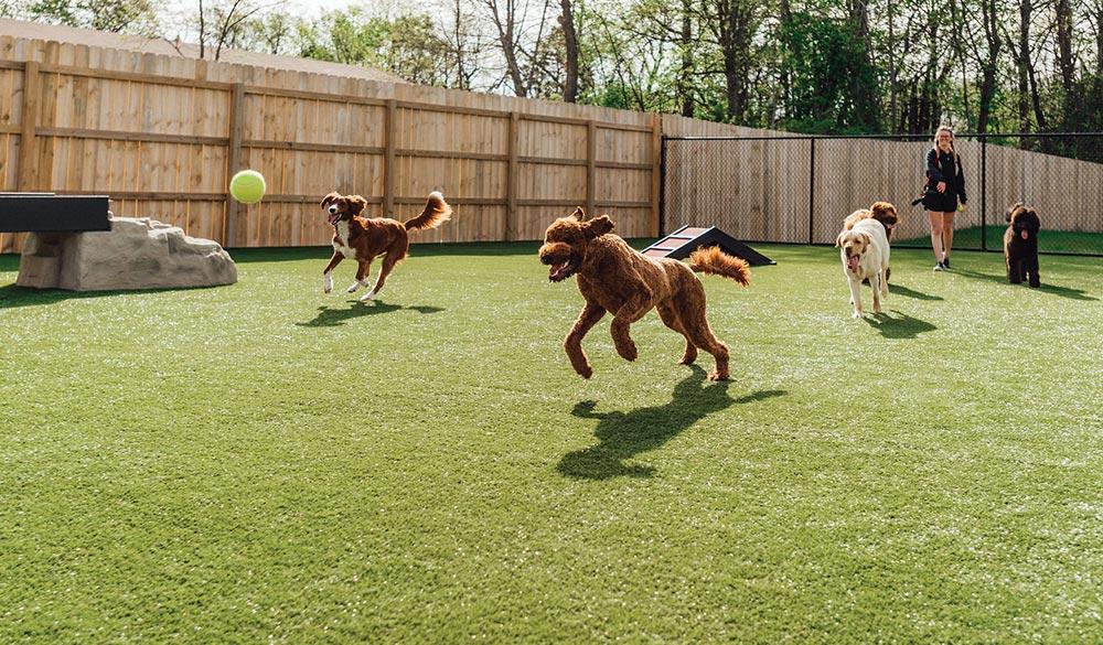 Best Pet Boarding Services for Safe and Happy Pets pet boarding services safe and comfortable environment for dogs