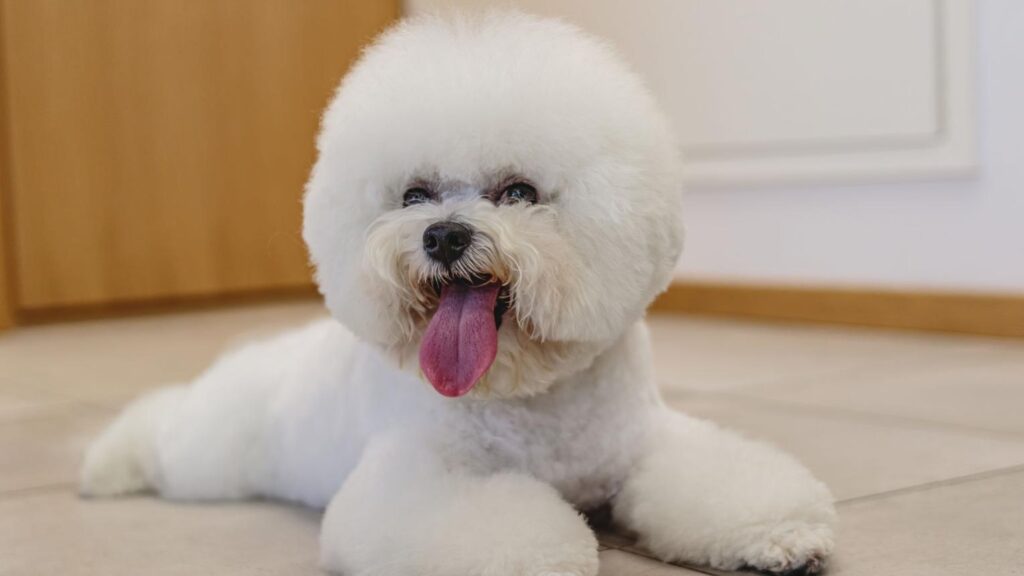 Dog Grooming Services: Complete Guide for Healthy and Happy Pets clean and happy dog after dog grooming services with fluffy and healthy coat