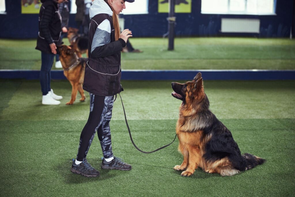 Pet Training Support for Obedient and Well-Behaved Dogs pet training support dog learning obedience commands with trainer