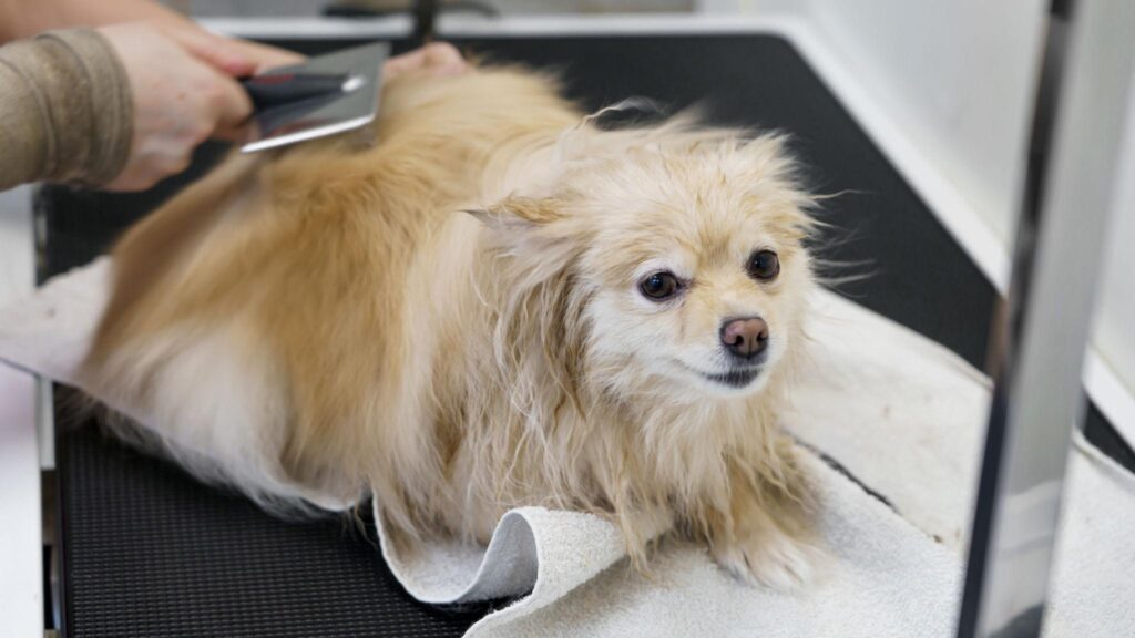 dog grooming services brushing small dog on grooming table for clean and healthy pets