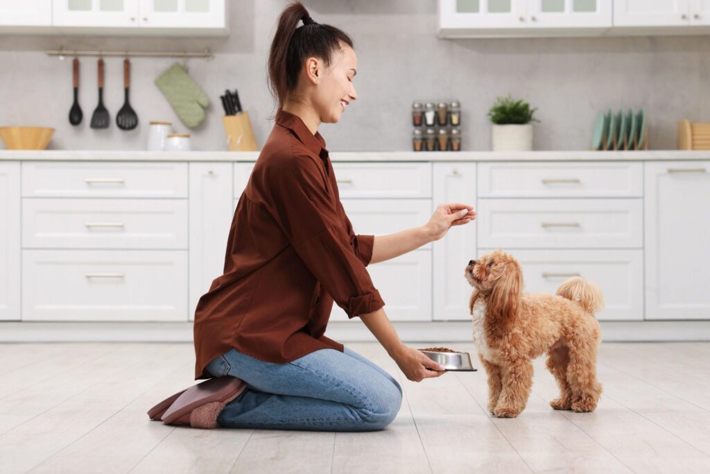 pet care and health guidance owner feeding dog healthy food at home